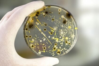 чашка петри