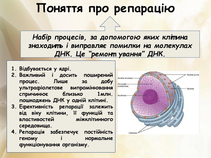 репарація це