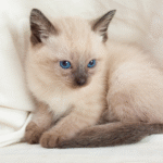 сиамская кошка