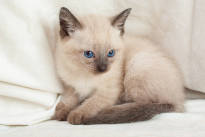 сиамская кошка