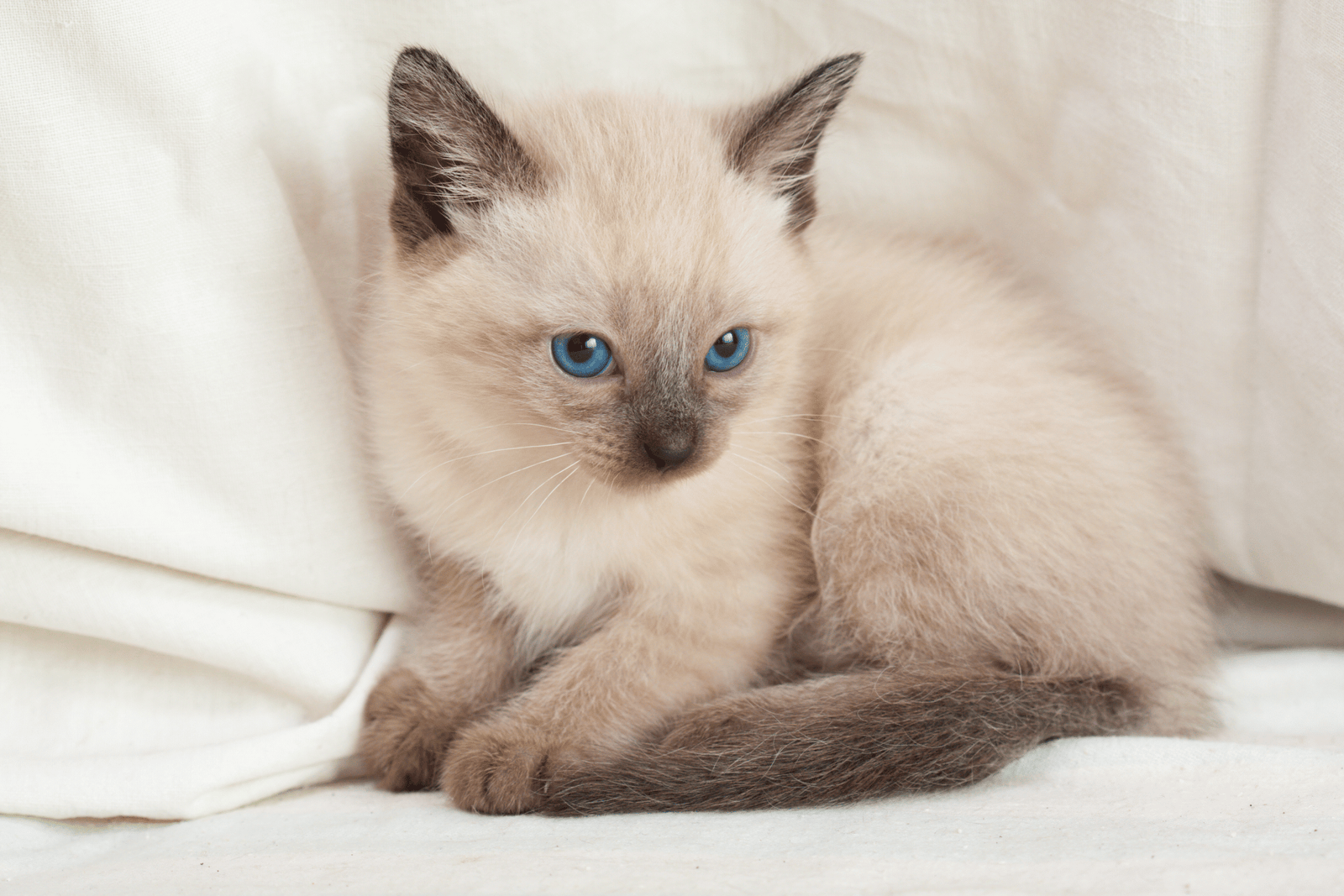 сиамская кошка